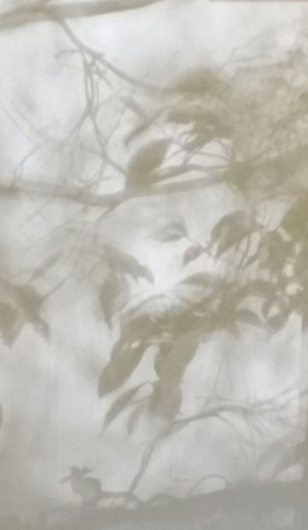 Musiqi Həvəskarlarına Yaxınlaşan Yeniliklə