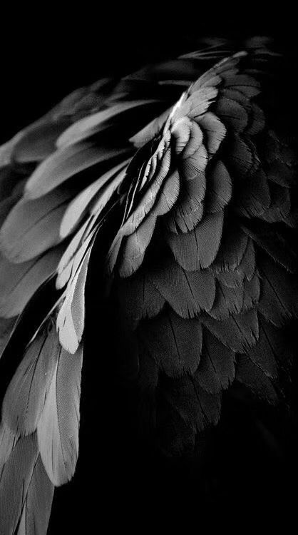 Spotify vs. Apple Music